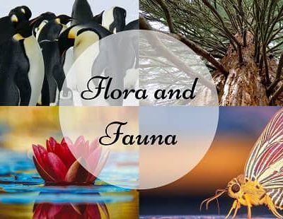Flora And Fauna
