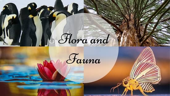 Flora And Fauna