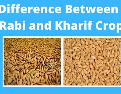 Rabi And Kharif Crop