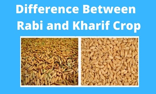 Rabi And Kharif Crop