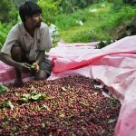 coffee production india