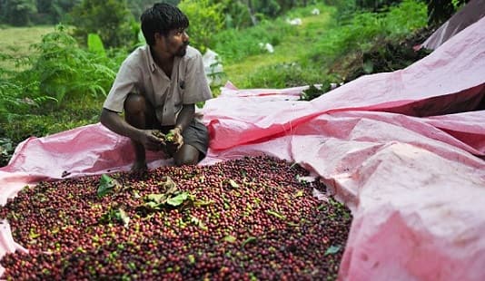 coffee production india