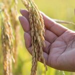 rice production india