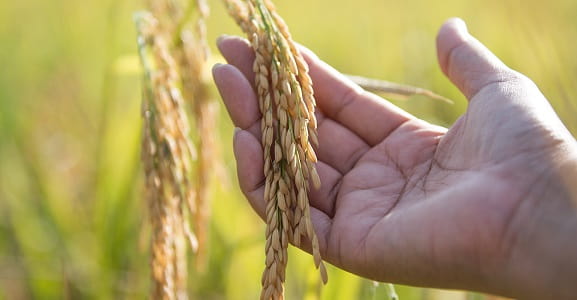 rice production india