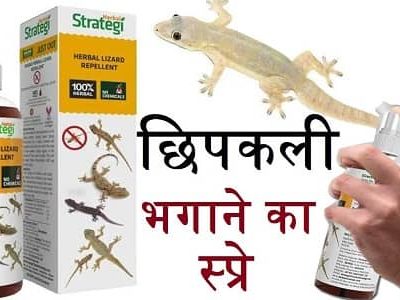 Best Lizard Repellent
