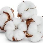 Cotton