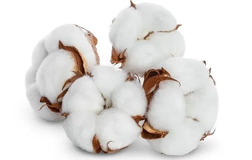 Cotton