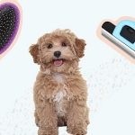 Dog Grooaming Brushes