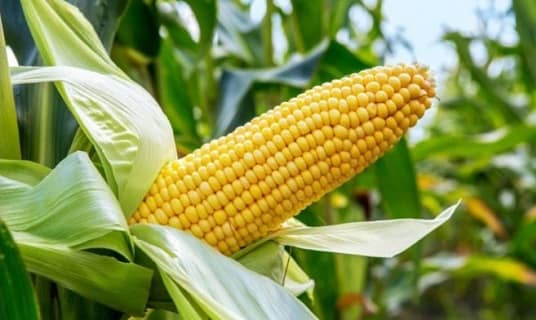 Maize Producing India