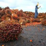 Palm Oil Producing