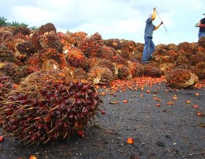 Palm Oil Producing