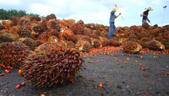 Palm Oil Producing