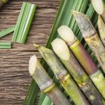 Sugarcane