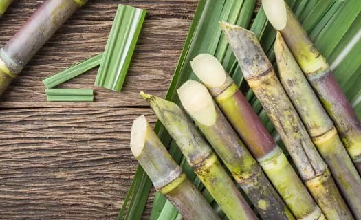 Sugarcane