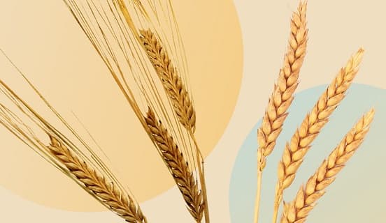 Wheat states