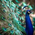 Why Peacock Is National Bird Of India