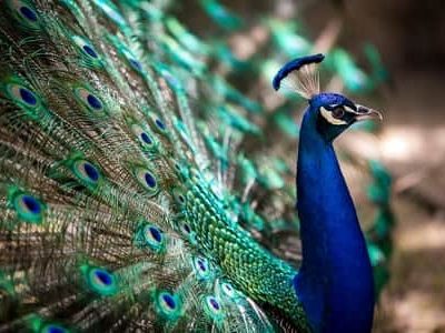 Why Peacock Is National Bird Of India