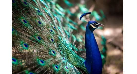 Why Peacock Is National Bird Of India