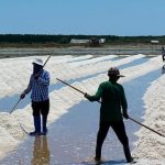 salt production India