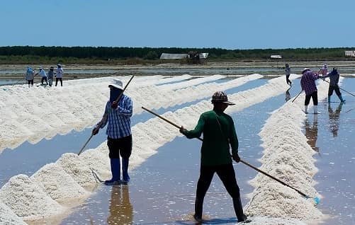 salt production India