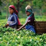 tea garden india