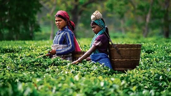 tea garden india