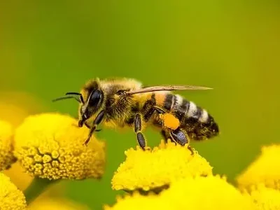 Bees