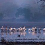 Bharatpur Bird Sanctuary