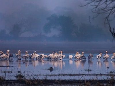 Bharatpur Bird Sanctuary