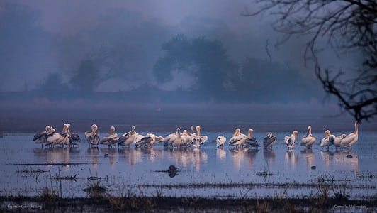 Bharatpur Bird Sanctuary