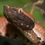 Hump Nosed Pit Viper