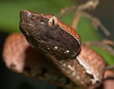 Hump Nosed Pit Viper