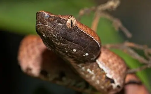 Hump Nosed Pit Viper