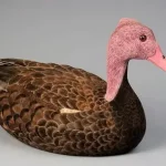 Pink-headed duck