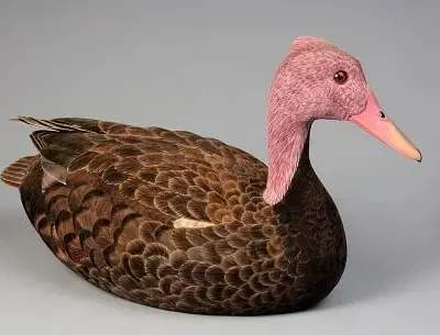 Pink-headed duck