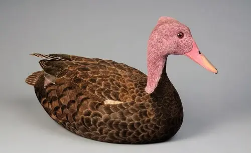 Pink-headed duck