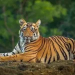 The Royal Bengal Tiger