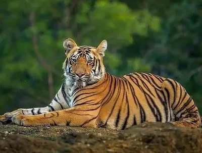 The Royal Bengal Tiger