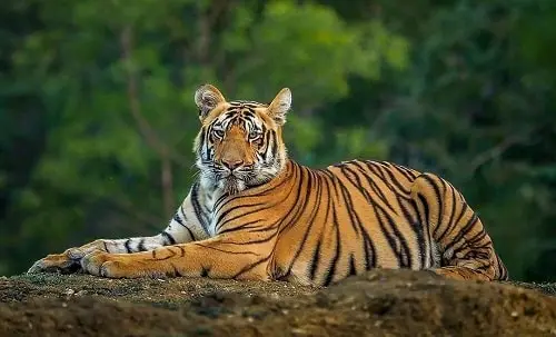 The Royal Bengal Tiger