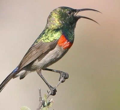 The Sunbirds
