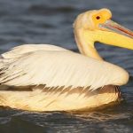 the Great White Pelican
