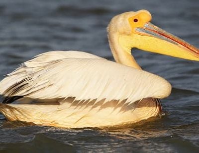 the Great White Pelican
