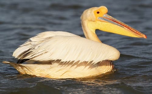 the Great White Pelican