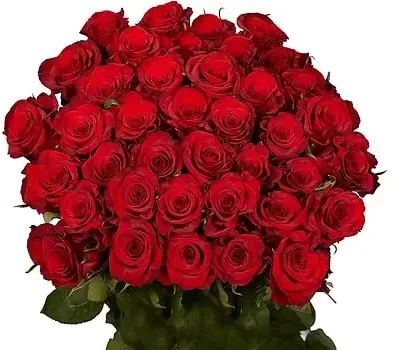 Rose-Flower