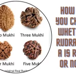 How-Do-You-Check-Whether-Rudraksha-Is-Real-Or-Not
