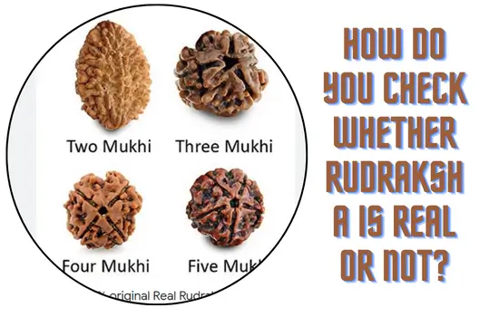 How-Do-You-Check-Whether-Rudraksha-Is-Real-Or-Not