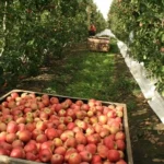 Apple Producing