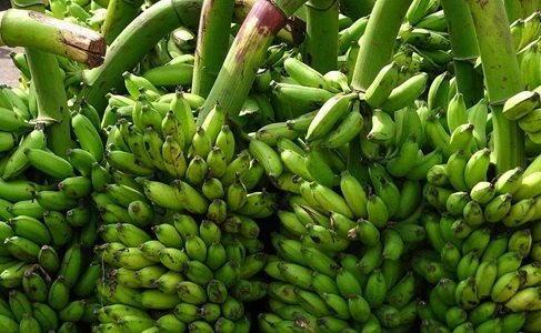 Banana