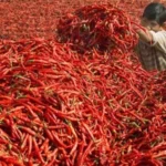 Chili Producing