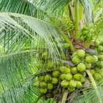 Coconut Producing